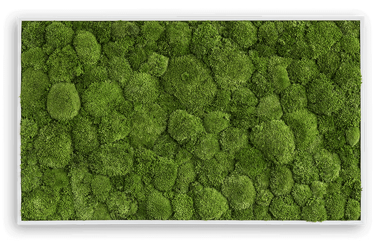 Yersiz Large Moss Pattern Wall Art, Real Moss Wall Art For