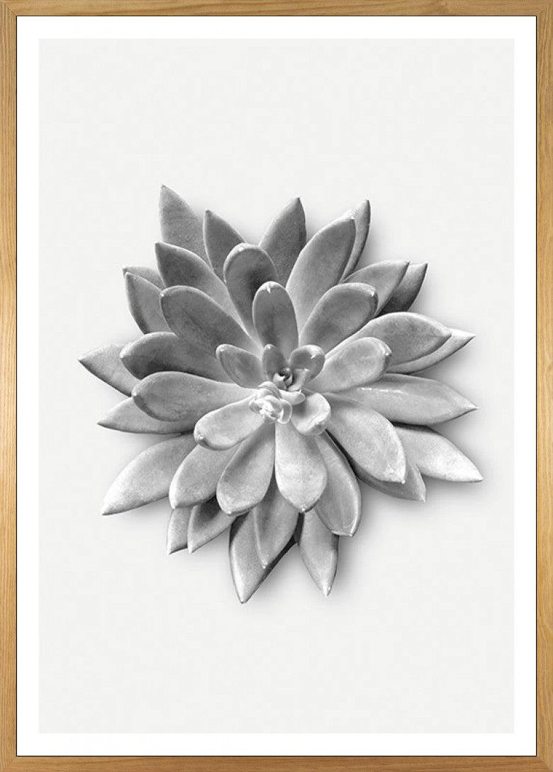 poster agave Succulent Agave Art Poster