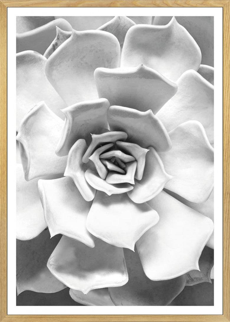 succulent plant poster Succulent Closeup Art Poster