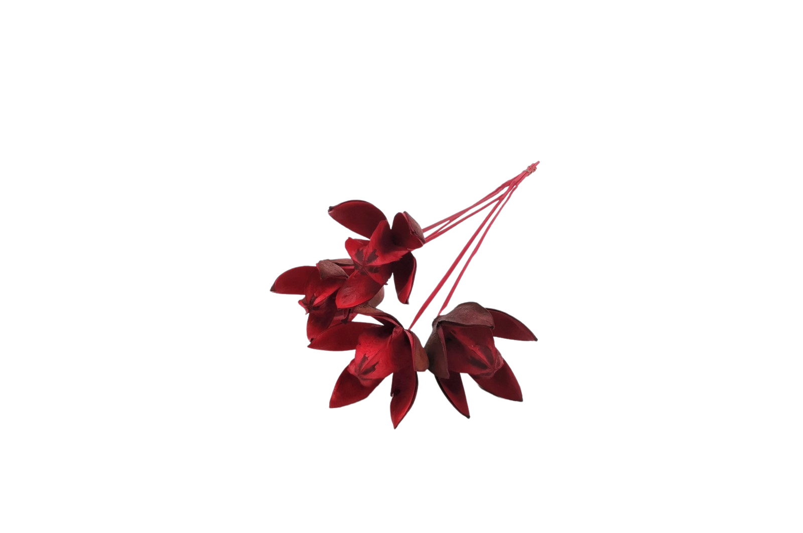 italian lily flower Italian Red Lily Flower: Bouquet