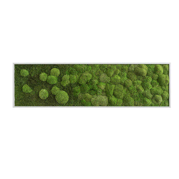 Wide Merging Moss Wall Art (140x40cm)-Wall Decor-MOSS FRAMES, MOSS PICTURES, MOSS WALL ART, PLANTS-Forest Homes-Nature inspired decor-Nature decor