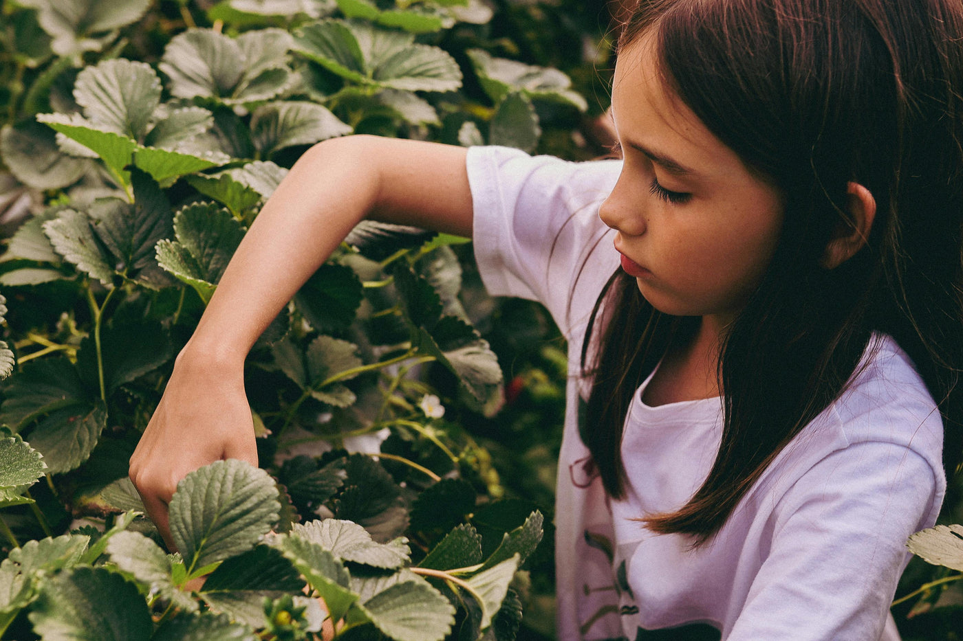 Hands in the Soil, Head in a Better Place: How Gardening and Microbes Support Mood and Immunity