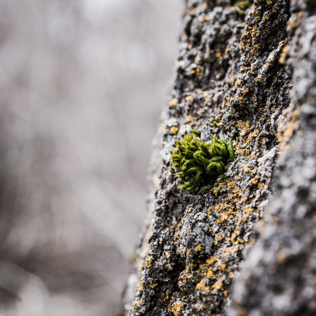 Nature Textures Natural Textures – Tagged