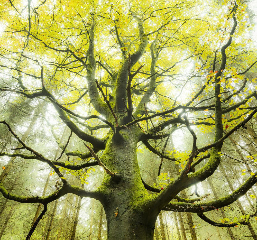 Large Tree Hd Large Tree Wallpaper