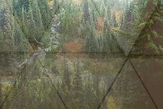 Dimensional Forest Mural Wallpaper