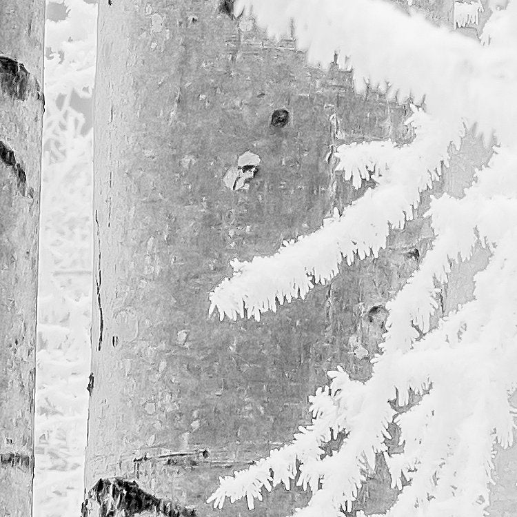 Frozen Forest Mural Wallpaper-Wall Decor-BLACK & WHITE WALLPAPER, ECO MURALS, LANDSCAPE WALLPAPERS, MURALS, MURALS / WALLPAPERS, NON-WOVEN WALLPAPER-Forest Homes-Nature inspired decor-Nature decor