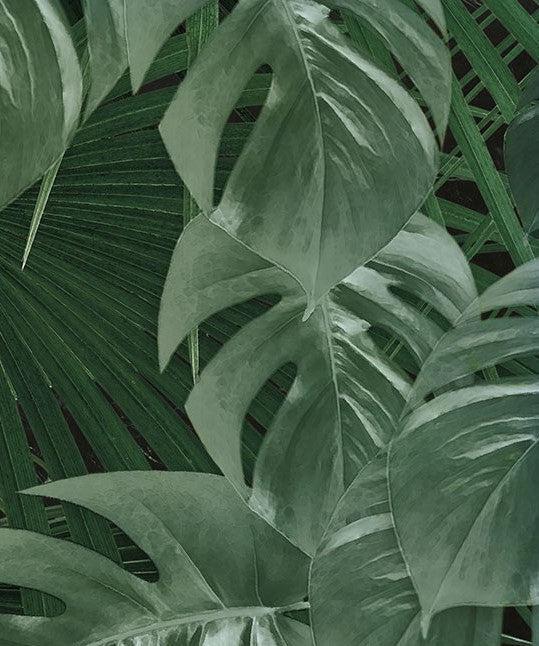 philodendron burle marx albo variegata Philodendron 'Burle Marx Snow' (wk16-O) – Rare Plant Fairy main image 0