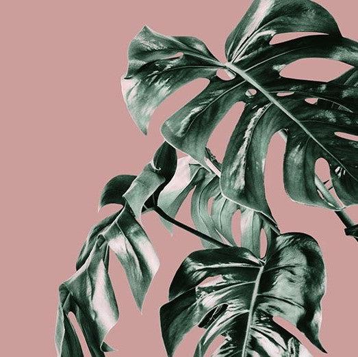 Pink Monstera Mural: Pink and Monstera Wallpaper | Forest Homes