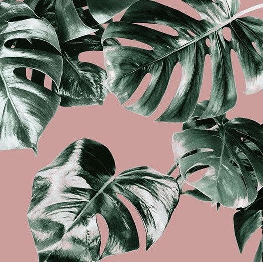 monstera wallpaper Pink Monstera Mural Wallpaper