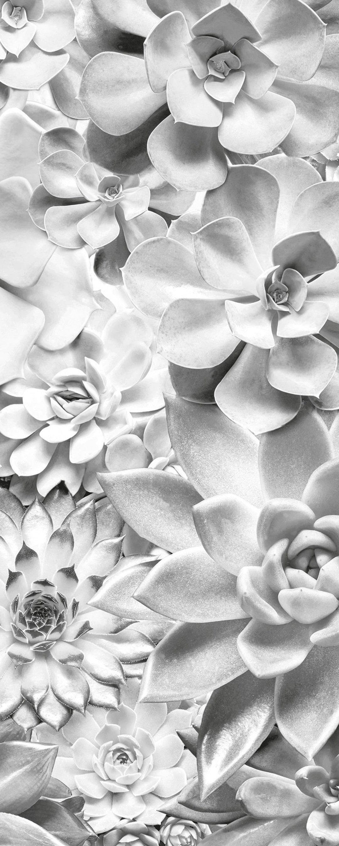 black and white succulent plant Succulents Mural: Shades Black and White Wallpaper