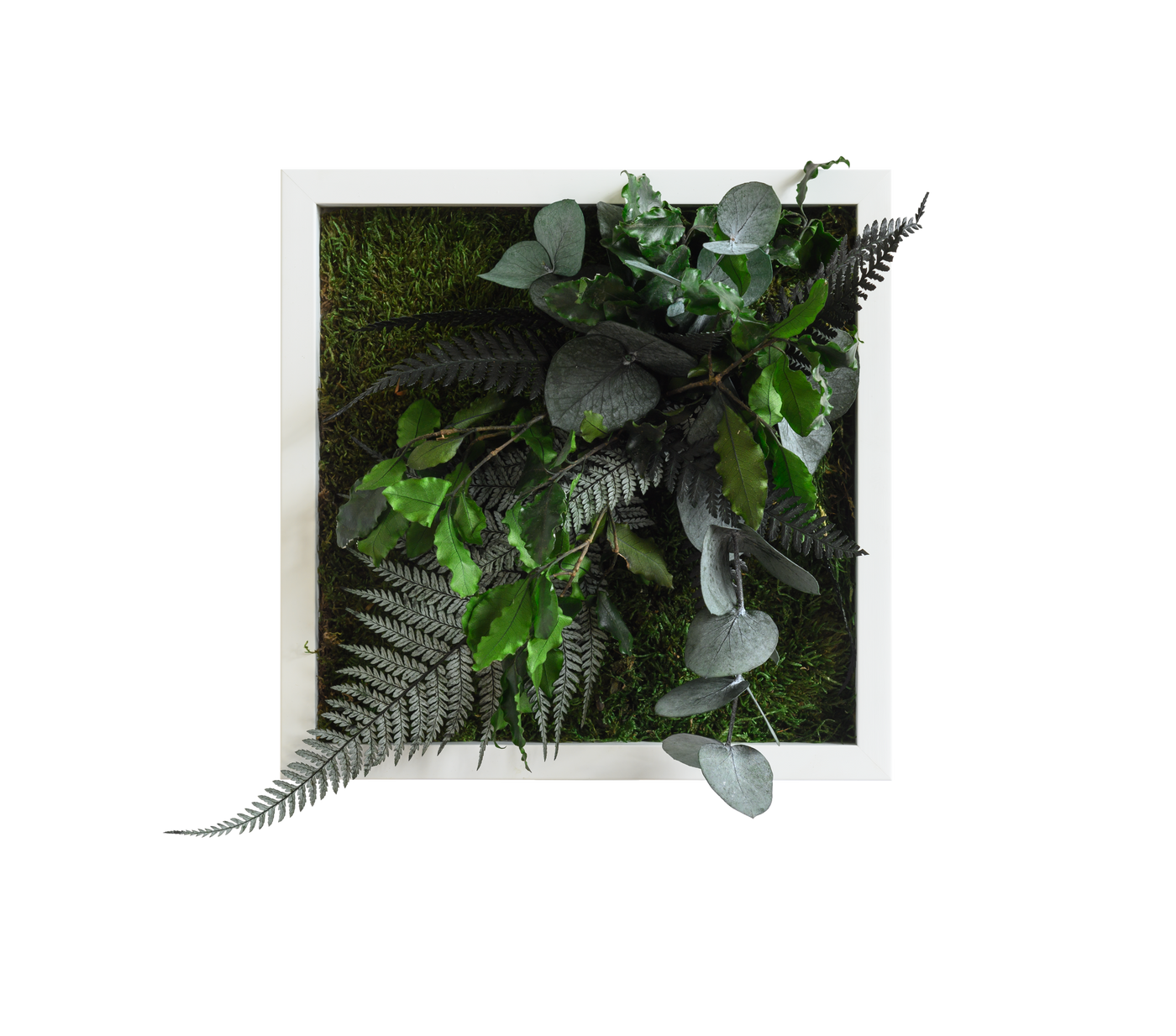 Jungle Square Plant and Moss Wall Art (22 cm)-Wall Decor-MOSS PICTURES, MOSS WALL ART, PLANT WALL ART, PLANTS-Forest Homes-Nature inspired decor-Nature decor