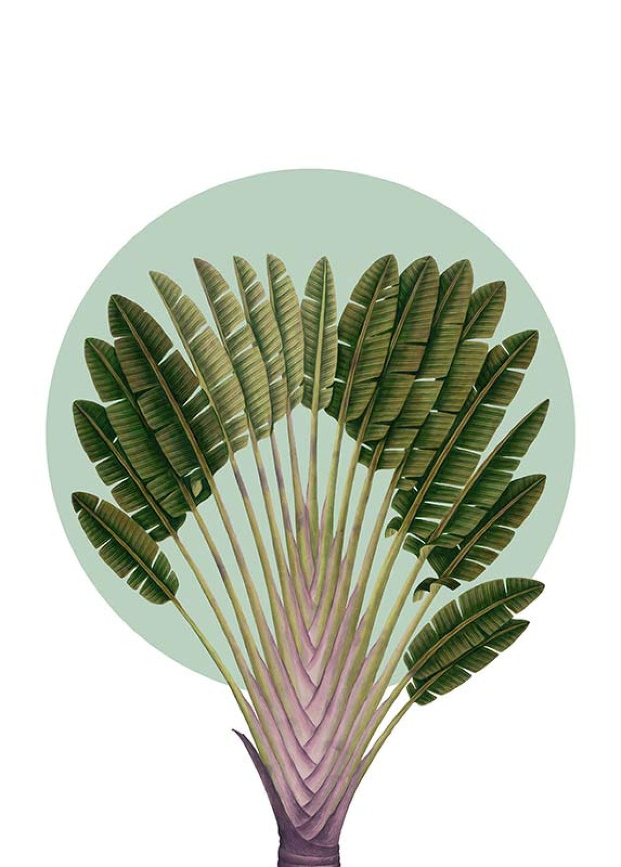Botanical Garden Pinnate Palm Art Poster