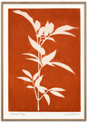Printed Plant - Sambucus Nigra Original Artist Poster