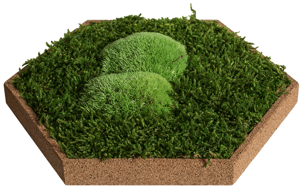 Moss and Cork Hexagon: Set of 10 Moss Panels | Forest Homes