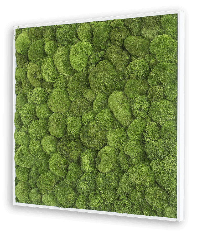 Green Square Moss Art (80cm)-Wall Decor-MOSS FRAMES, MOSS PICTURES, MOSS WALL ART, PLANTS-Forest Homes-Nature inspired decor-Nature decor