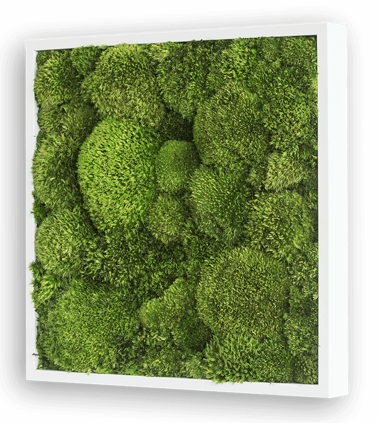 Green Square Moss Art (35cm)-Wall Decor-MOSS FRAMES, MOSS PICTURES, MOSS WALL ART, PLANTS-Forest Homes-Nature inspired decor-Nature decor