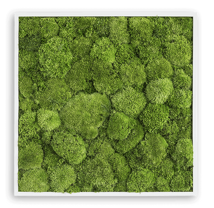 MOSS×STREET STYLE グラフィック150 50:50 MOSS×STREET STYLE グラフィック150 50:50 MOSS×STREET STYLE