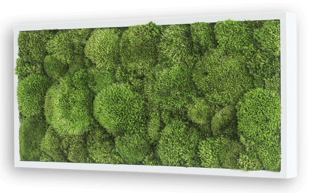 Wide Green Moss Wall Art (57x27cm)-Wall Decor-MOSS FRAMES, MOSS PICTURES, MOSS WALL ART, PLANTS-Forest Homes-Nature inspired decor-Nature decor