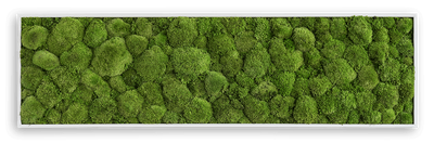 Wide Green Moss Wall Art (140x40cm)-Wall Decor-MOSS FRAMES, MOSS PICTURES, MOSS WALL ART, PLANTS-Forest Homes-Nature inspired decor-Nature decor