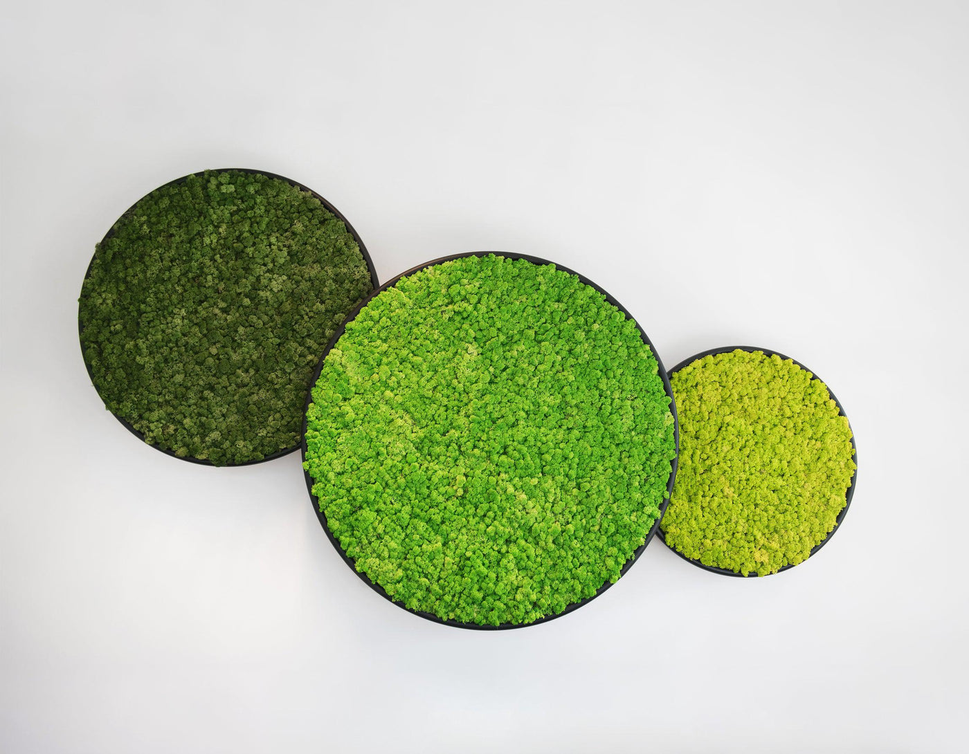 Plant and Moss Circles-Wall Decor-LIVING MOSS WALL, MOSS FRAMES, MOSS PICTURES, MOSS WALL ART, PLANT WALL ART, PLANTS-Forest Homes-Nature inspired decor-Nature decor