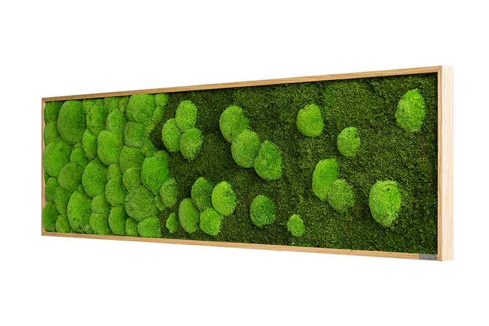 MergeForestandPincushionmossfr