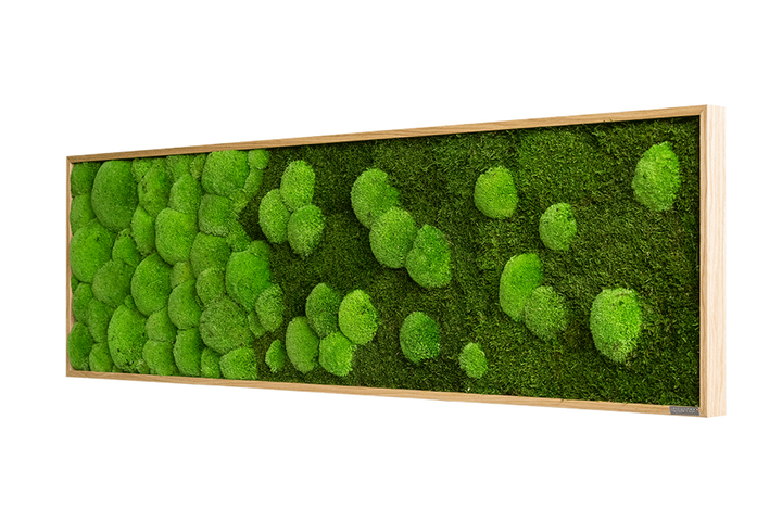 MergeForestandPincushionmossfr