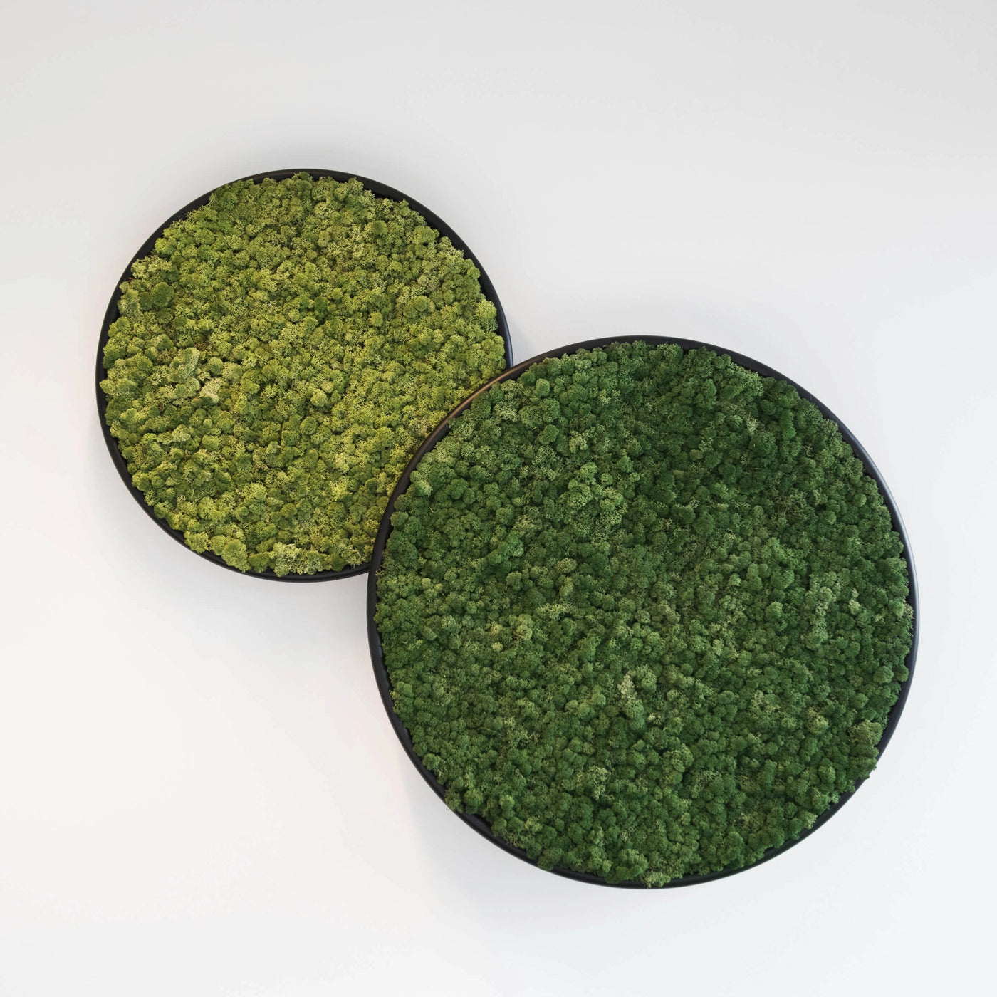 Plant and Moss Circles-Wall Decor-LIVING MOSS WALL, MOSS FRAMES, MOSS PICTURES, MOSS WALL ART, PLANT WALL ART, PLANTS-Forest Homes-Nature inspired decor-Nature decor