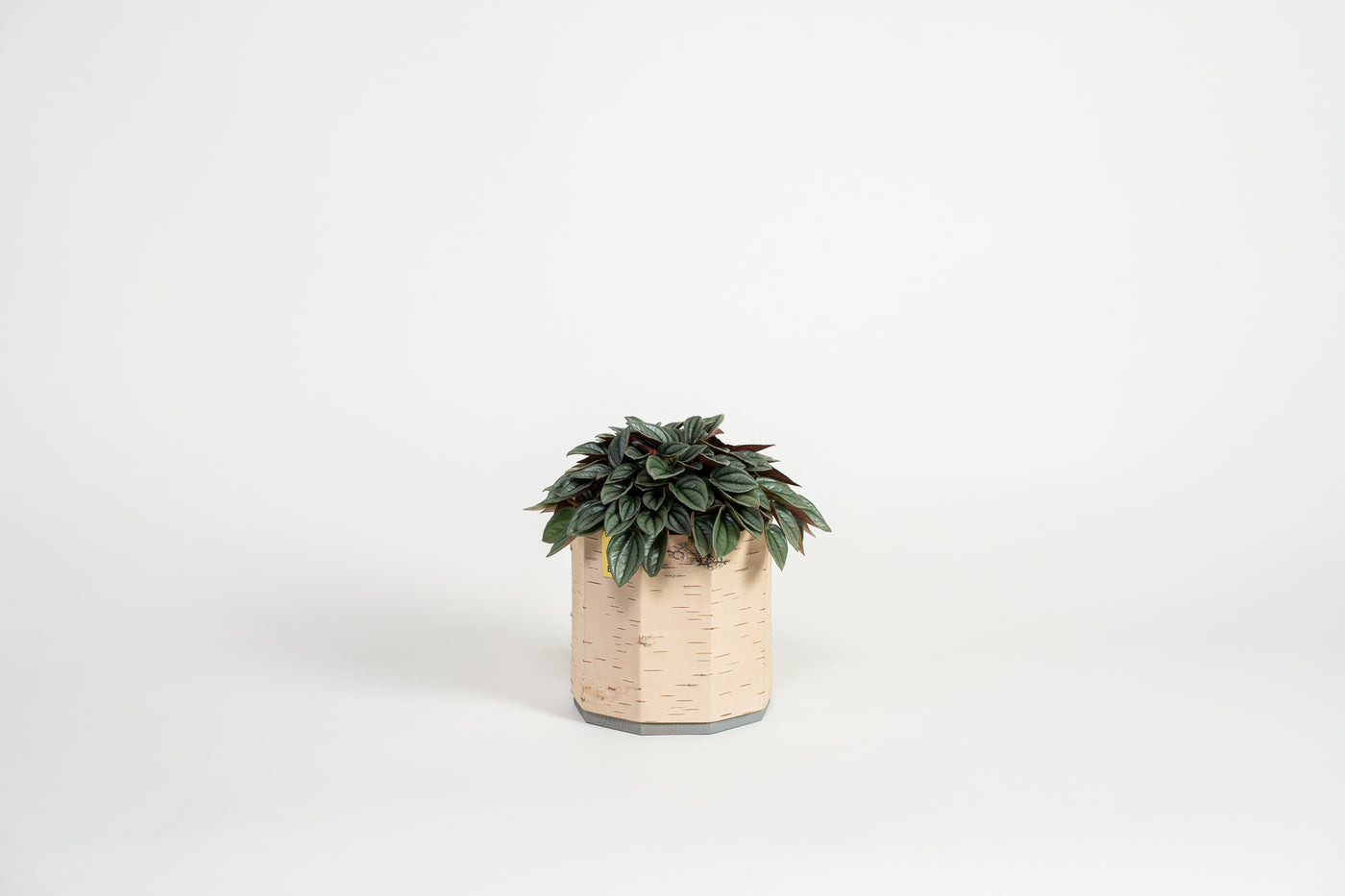 Tara Kesk Birch Bark Planters-Home Flora-BIRCH BARK, BOXES / ORGANISERS / CONTAINERS, TERRARIUMS / VASES / PLANT HANGERS-Forest Homes-Nature inspired decor-Nature decor