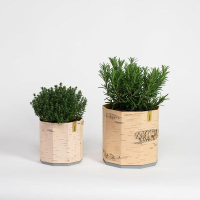 Tara Kesk Birch Bark Planters-Home Flora-BIRCH BARK, BOXES / ORGANISERS / CONTAINERS, TERRARIUMS / VASES / PLANT HANGERS-Forest Homes-Nature inspired decor-Nature decor