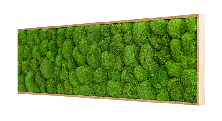 Evergreen Wide: Indoor Moss Wall | Forest Homes