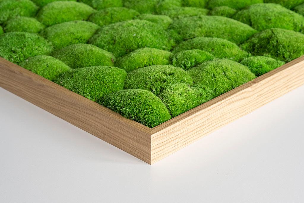 Evergreen Wide: Indoor Moss Wall | Forest Homes