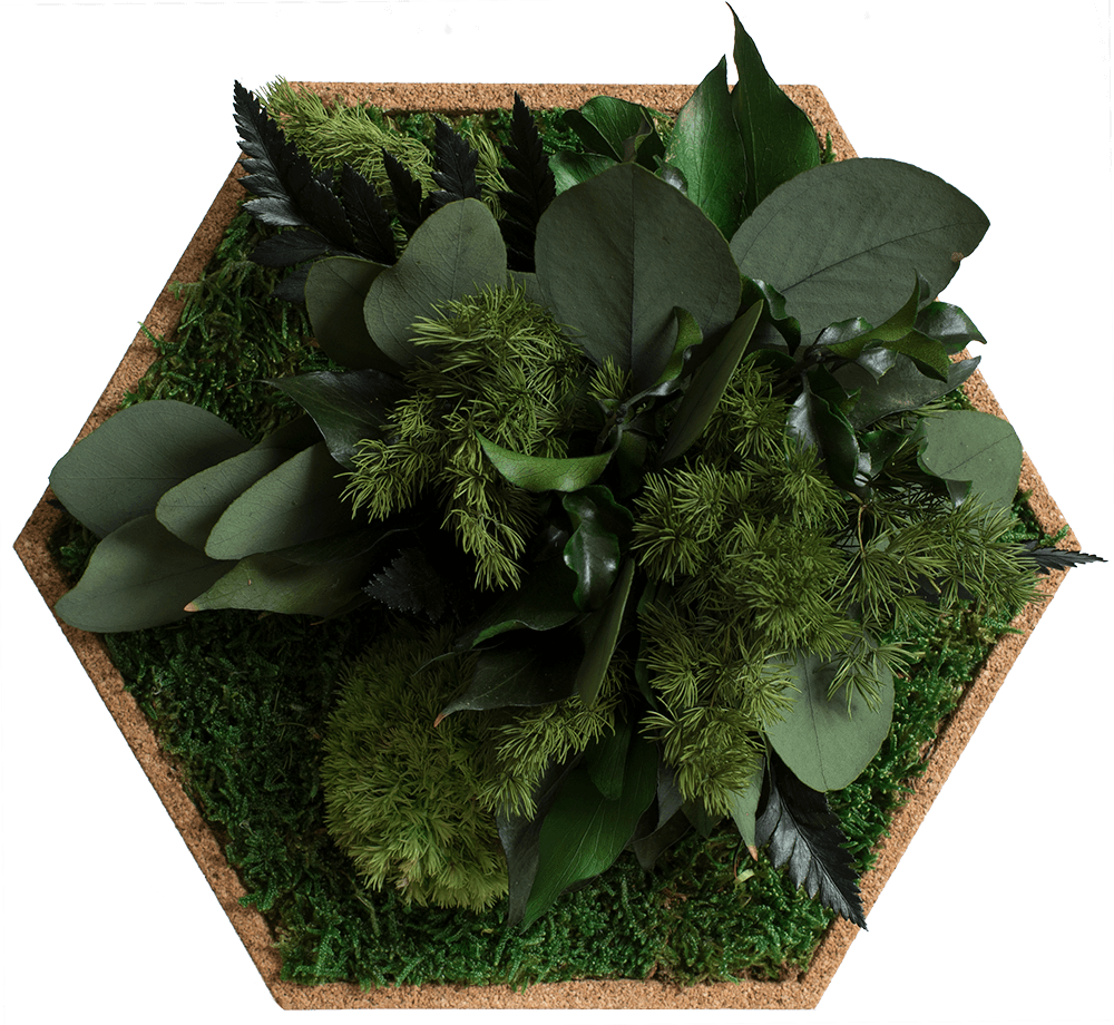 Moss and Cork Hexagons (Set of 26 Moss Panel)-Wall Decor-MOSS FRAMES, MOSS PANELS, MOSS PICTURES, MOSS WALL ART, PLANT WALL ART, PLANTS-Forest Homes-Nature inspired decor-Nature decor