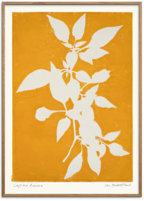 Printed Plant - Capsicum Annuum II Original Artist Poster