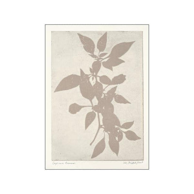 Printed Plant - Capsicum Annuum Original Artist Poster
