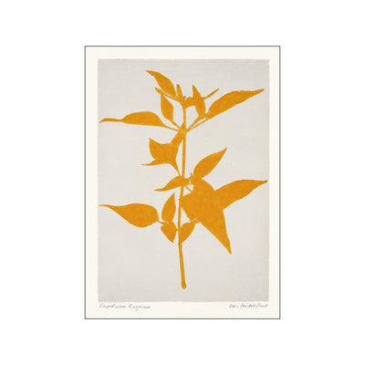 Printed Plant - Eupatorium Rugosum Original Artist Poster