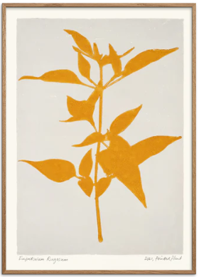 Printed Plant - Eupatorium Rugosum Original Artist Poster