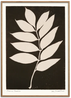Printed Plant - Fraxinus excelsior II Original Artist Poster