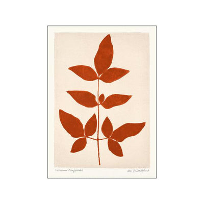 Printed Plant - Laburnum Anagyroides II Original Artist Poster