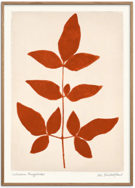 Printed Plant - Laburnum Anagyroides II Original Artist Poster