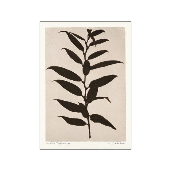 Printed Plant - Leucothoe Fontanesiana Original Artist Poster