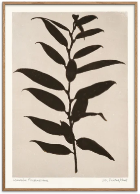 Printed Plant - Leucothoe Fontanesiana Original Artist Poster