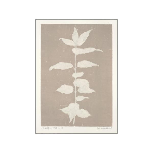 Printed Plant - Philadelphus Coronarius Original Artist Poster