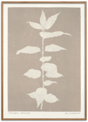 Printed Plant - Philadelphus Coronarius Original Artist Poster