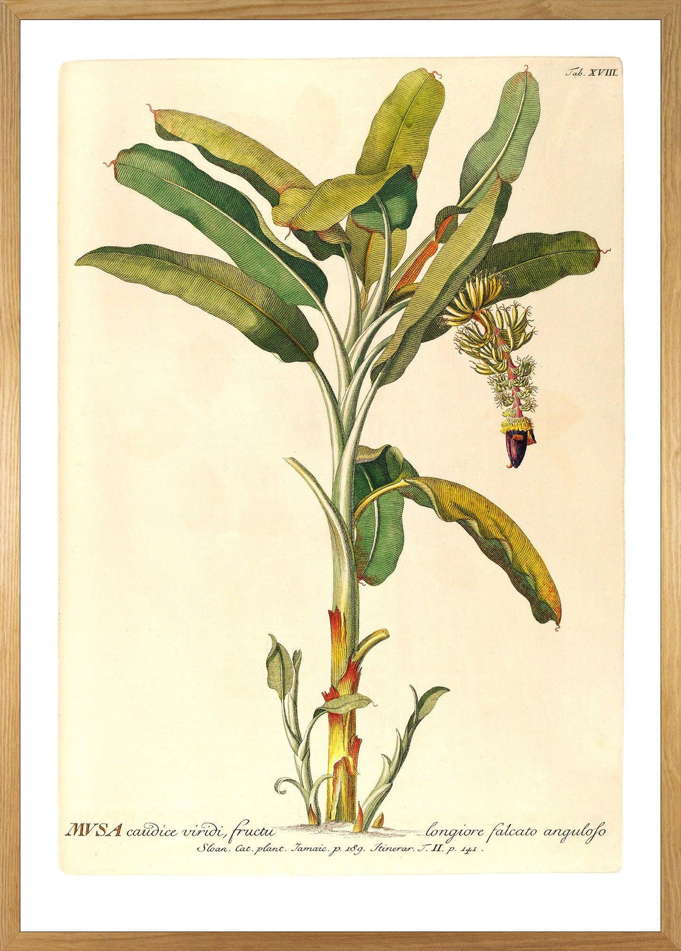 Rainforest Sapling Art Poster