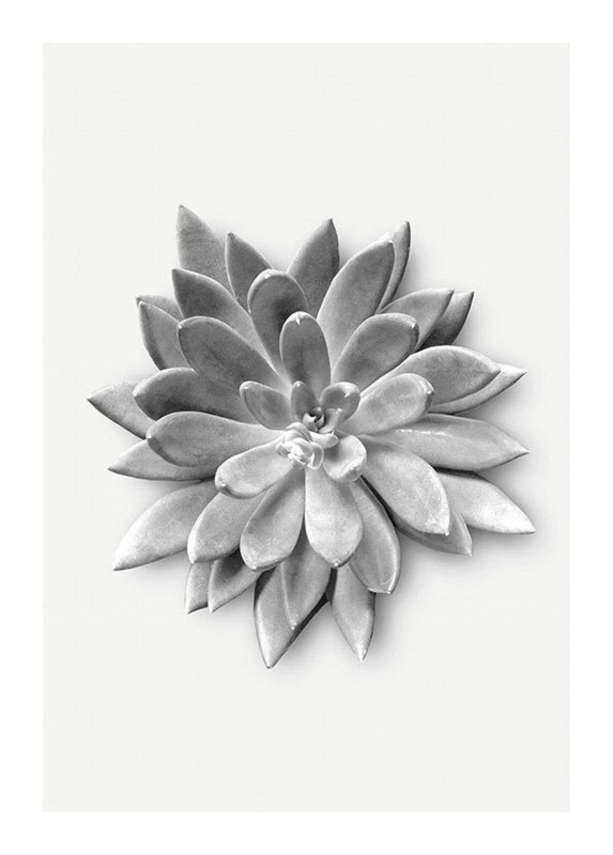 Succulent Agave Art Poster