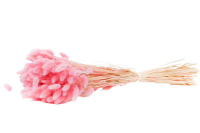 Italian Pink Lagurus Bouquet