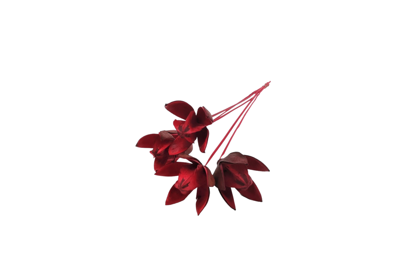 italian lily flower Italian Red Lily Flower: Bouquet