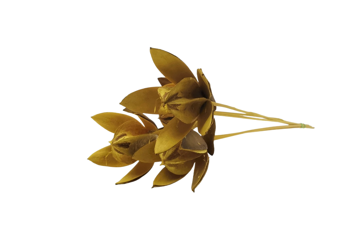 lily flower in italian Italian Yellow Lily Flower: Bouquet
