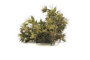 Natural Italian Nigella (bouquet of 100 g)-Forest Homes-Nature inspired decor-Nature decor