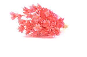 Pink Italian Nigella (bouquet of 100 g)-Forest Homes-Nature inspired decor-Nature decor